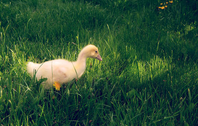 Side view of a bird on field