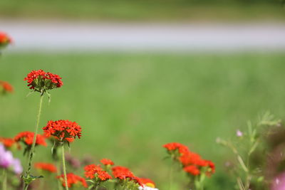 Close-up of red flowering plant