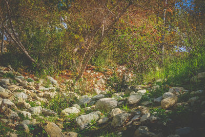 Plants and trees in forest