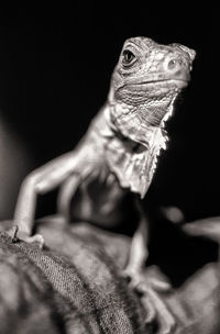 Close-up of a lizard