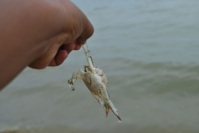 Close-up of hand holding crab