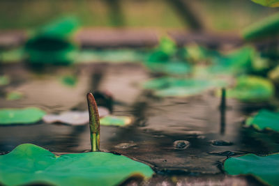 Close-up of water