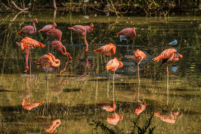 View of birds in lake