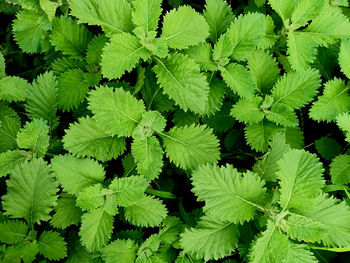 Full frame shot of leaves