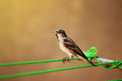 Close-up of bird perching on leaf