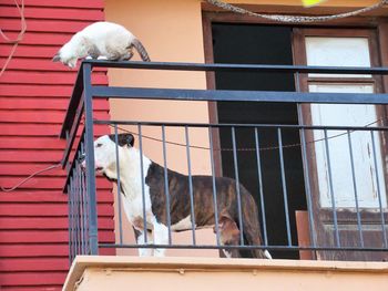 Two dogs on window