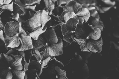 High angle view of flowering plant against black background