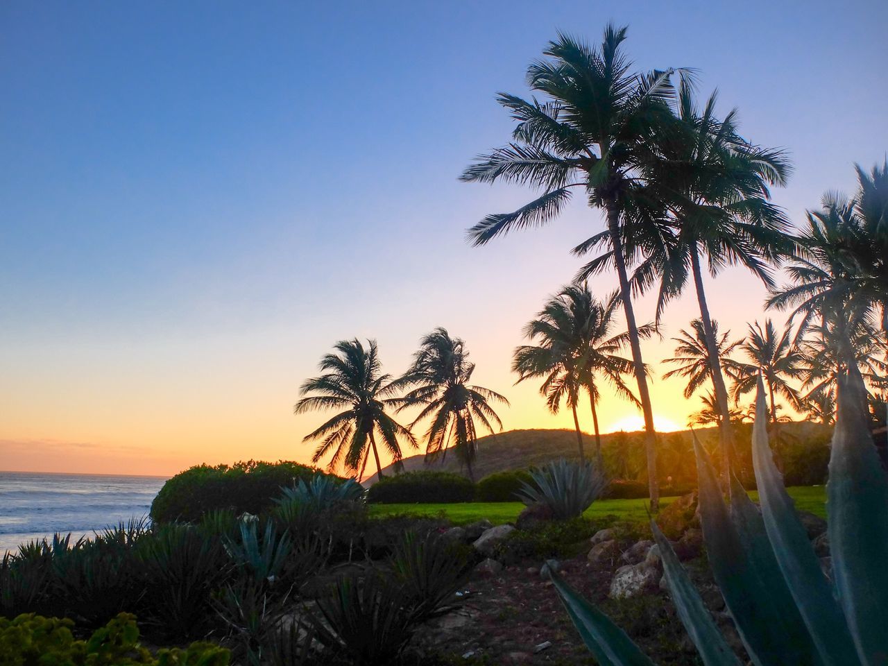 sunset, sea, palm tree, tranquil scene, tranquility, water, scenics, horizon over water, beauty in nature, beach, clear sky, tree, nature, sky, growth, idyllic, shore, orange color, silhouette, copy space