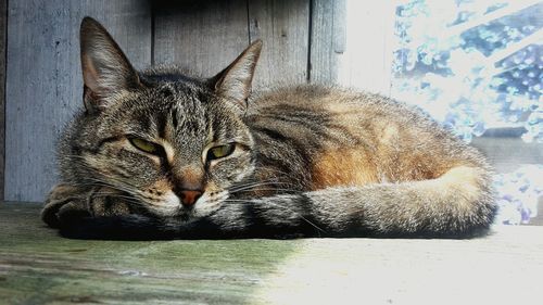 Close-up of tiger