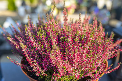 Purple heather flower in a pot standing on a tombstone at a christian cemetery.