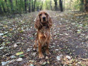 Portrait of dog in forest