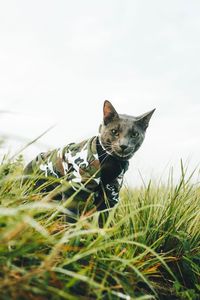 Close-up portrait of cat outdoors