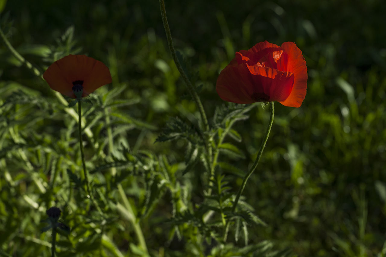 CLOSE-UP OF RED POPPY ON FIELD