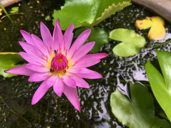 Close-up of pink lotus water lily