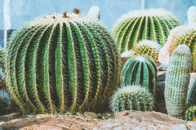 Close-up of succulent plant