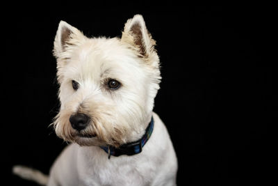 Close-up of white dog against black background