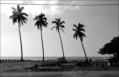 Palm trees on beach against clear sky