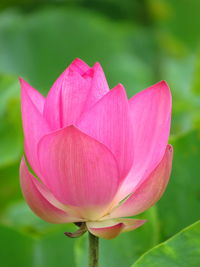 Close-up of pink lily