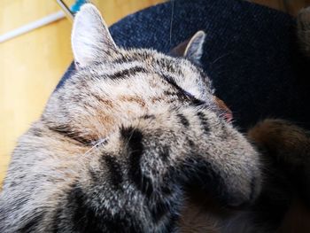 Close-up of cat sleeping