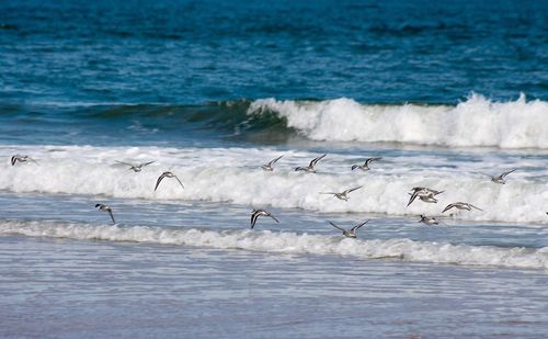 Birds flying over sea