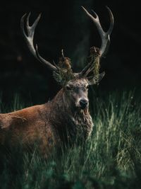 Portrait of deer