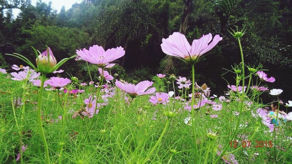 flower, freshness, growth, fragility, petal, beauty in nature, flower head, nature, field, plant, blooming, pink color, stem, green color, in bloom, blossom, grass, day, leaf, botany