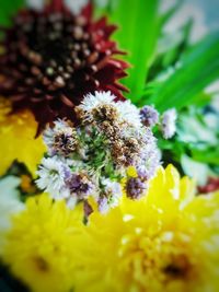 Close-up of bee on yellow flower