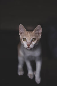 Portrait of kitten against black background