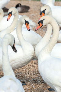 Close-up of swans