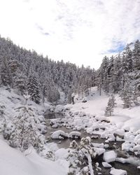 Trees on snow covered landscape against sky