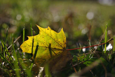 Close-up of yellow maple leaf on grass