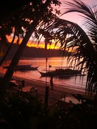 Palm trees on beach at sunset