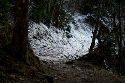 Scenic view of forest