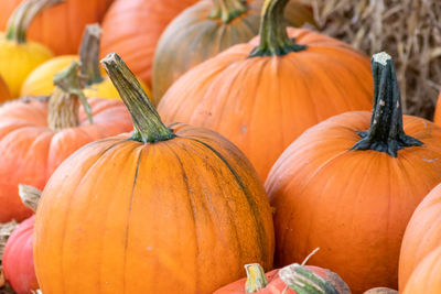 Many ripe halloween pumpkins as delicious vegetable in fall and thanksgiving season is orange fruit