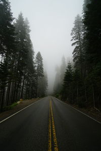 Empty road along trees