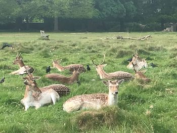 Deer in a field