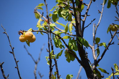 Low angle view of fruits on tree against blue sky