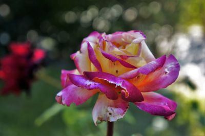 Close-up of fresh flowers blooming in park