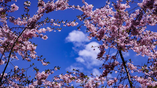 Low angle view of cherry blossoms against blue sky