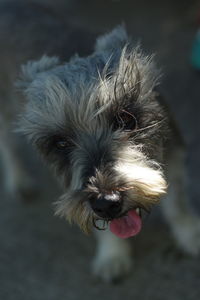 Close-up of dog