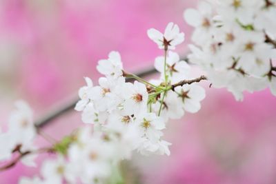 Close-up of cherry blossoms in spring