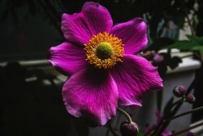 Close-up of pink flower