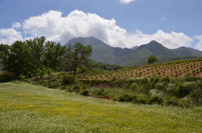Scenic view of field against cloudy sky