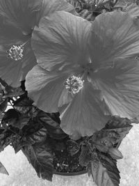 Close-up of hibiscus flower