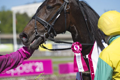 Close-up of a horse