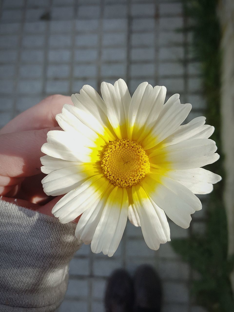 flower, petal, flower head, freshness, fragility, daisy, pollen, white color, close-up, focus on foreground, yellow, beauty in nature, part of, blooming, cropped, nature, day, stamen, outdoors, growth, selective focus, white, in bloom, botany, blossom, softness
