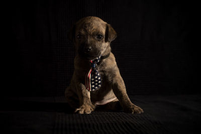 Portrait of dog sitting at home