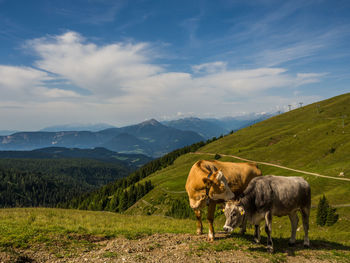 Cows on hill against mountains at alto adige