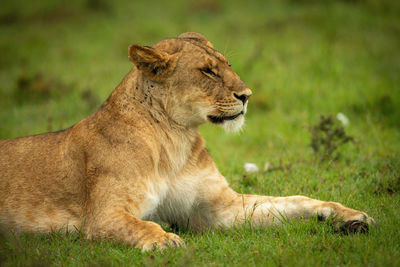Close-up of lioness lying down facing right