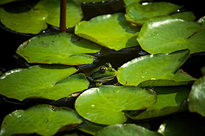 Close-up of frog on water